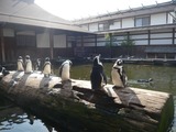 ペンギンたち。。。