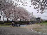4月5日、石手川公園