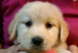 my loving petit dog1