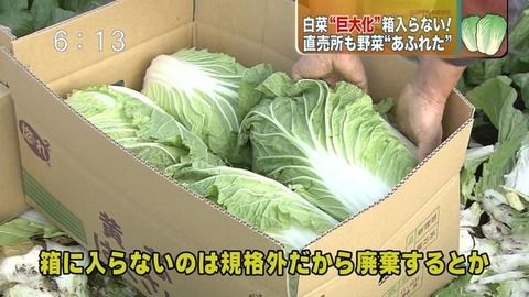 関東の野菜が急激に巨大化してるらしい4.jpg