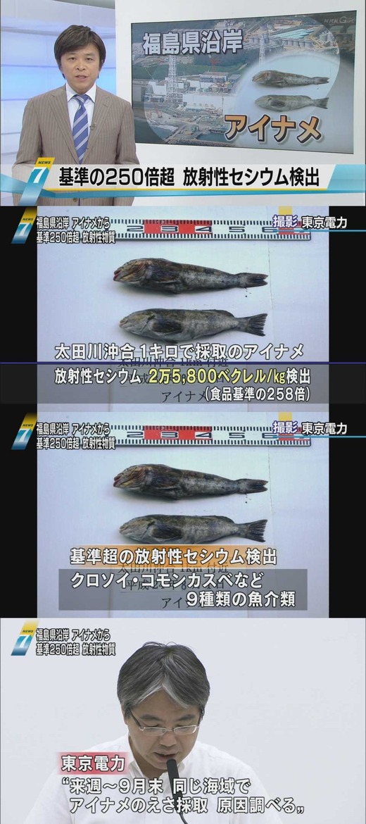 アイナメ