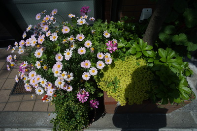 DSC08118