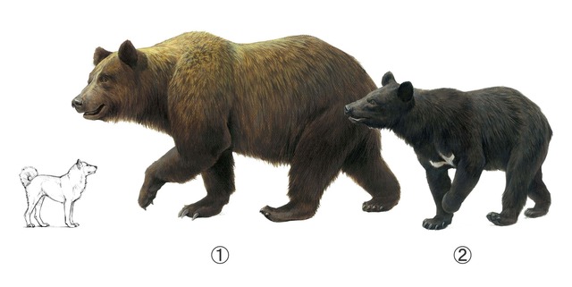 kuma2