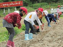 ゲレンデにコスモスの種をまく児童=小松市大倉岳高原スキー場で