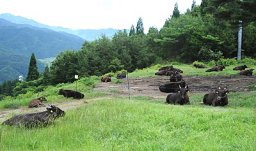 スキー場のゲレンデで放牧されている但馬牛=香美町小代区新屋のミカタスノーパーク
