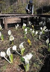 1万株のミズバショウが見頃 阿智のスキー場、5月13日まで