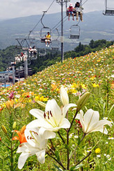 大自然の中、色とりどりの花を咲かせるユリ=23日午前、郡上市高鷲町、ダイナランドゆり園