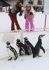 かわいいしぐさでゲレンデの人気を集めたマゼランペンギン=2日、上越市安塚区