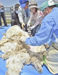ヒツジの毛刈りを体験する参加者=静岡市葵区井川の「リバウェル井川」