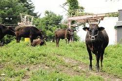 スキー場のゲレンデに放牧されている但馬牛(香美町小代区のミカタスノーパークで)
