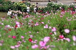 あちこちで咲きそろい、ダリアとともに来場者の目を楽しませているコスモス=7日、信濃町の旬花咲く黒姫高原