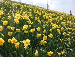 広大な水仙の丘でアルト・サックスを吹く中学生