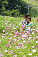 ゲレンデを秋色に染めるコスモス=28日午後1時32分、高山市丹生川町久手、ほおのき平スキー場
