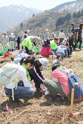 丁寧に苗を植え込む参加者=南砺市利賀村栃原のオムサンタの森スキー場跡地