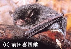 クロホオヒゲコウモリ