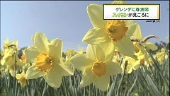 ゲレンデに春満開 スイセン見ごろに
