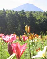 富士山の麓 関東最大級のゆり園 ふじてんリゾート リリーパーク