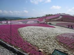 芝桜の丘 最新開花情報
