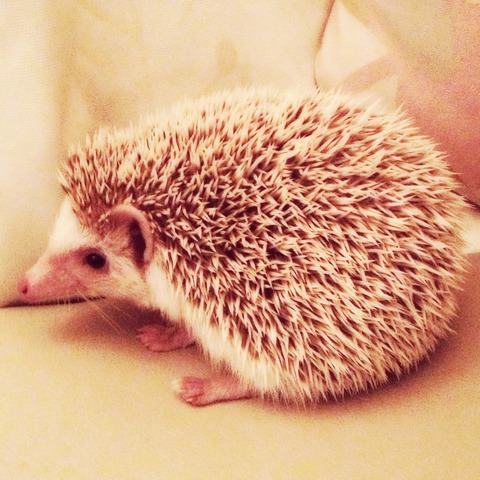ハリネズミ