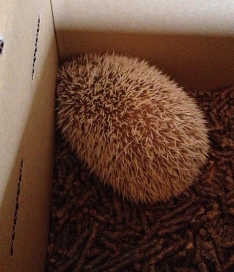 ハリネズミ