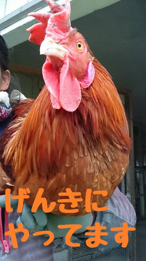 ホーホー元気に