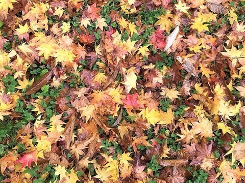 写真 2018-10-29 8 55 57