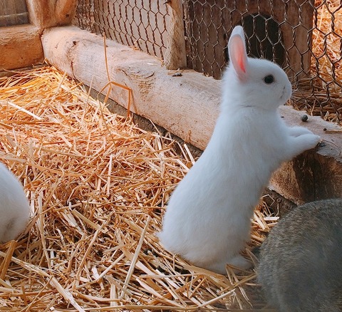 9.にんじん