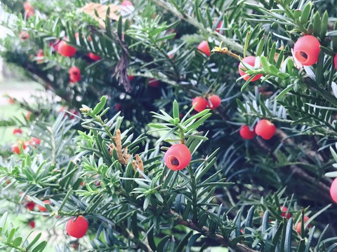 写真 2017-10-10 10 16 30 (1)