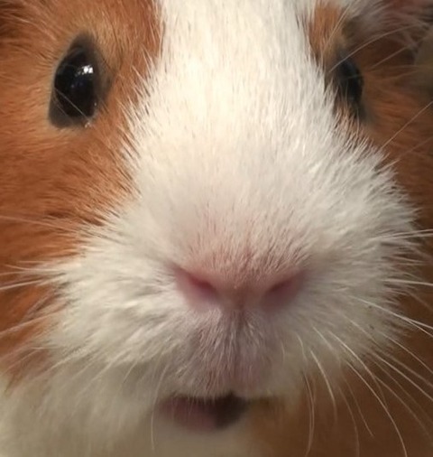 もるはな
