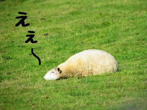 えぇ~ヒツジ