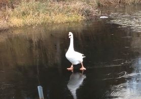水鳥つるつるc