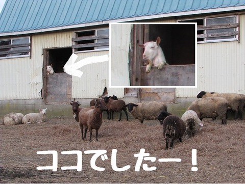 ヤギ探し答え