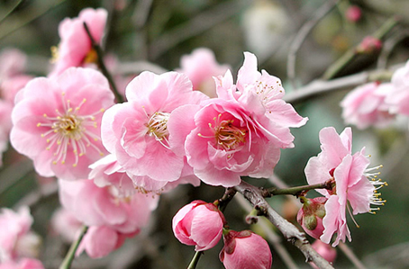 shidareume5_L