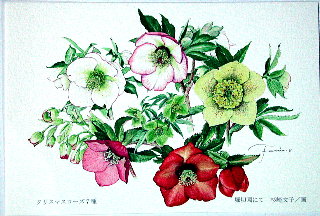 Postcard