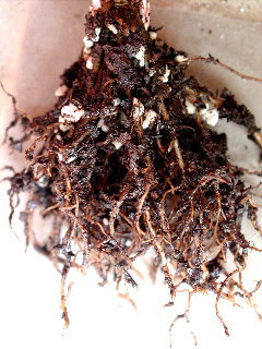 10.5Per50_Fu50