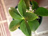 10.5Per50_Ku50_Leaf