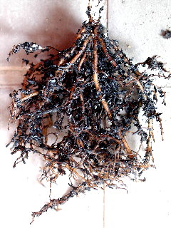 10.5Per50_Ku50