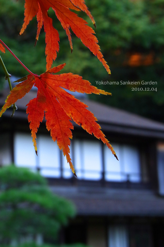 紅葉を見に横浜三景園へ