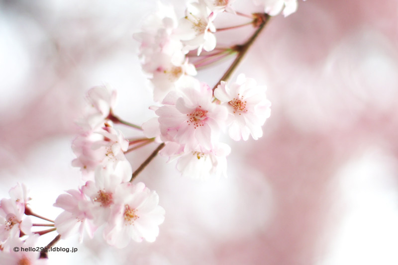 掃部山公園・枝垂桜