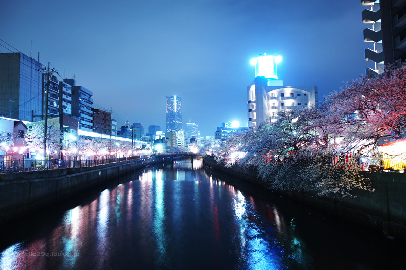 大岡川:夜桜
