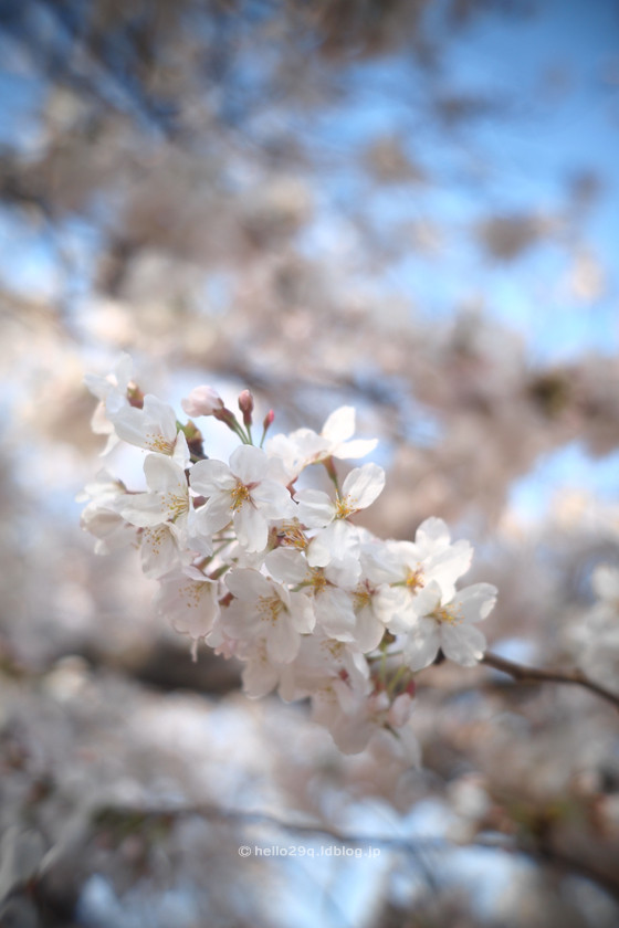 大岡川:桜