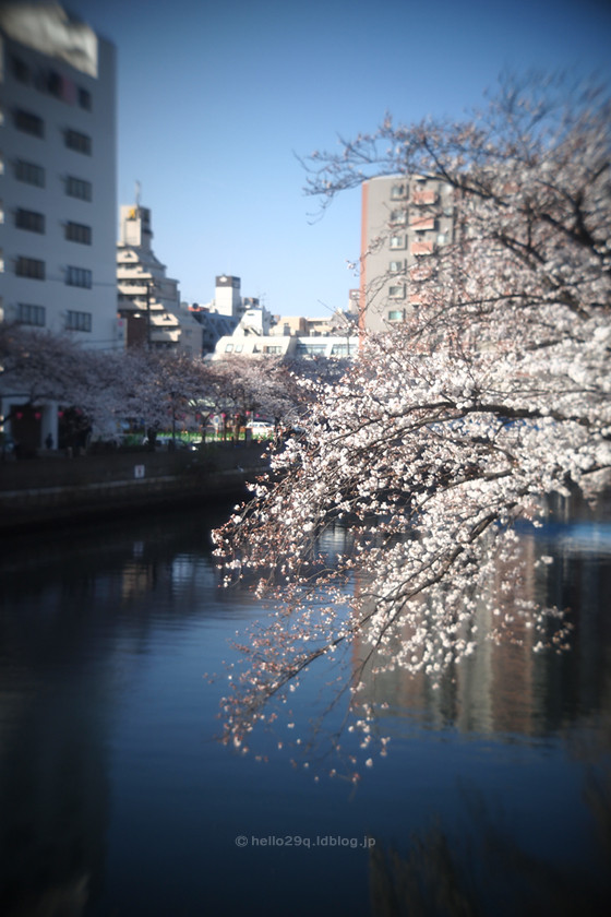 大岡川:サクラ
