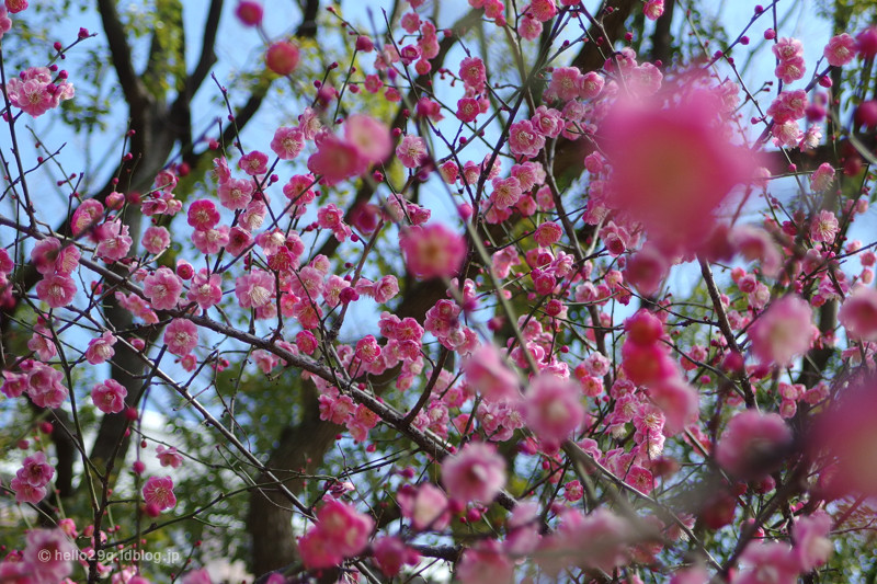 横浜公園