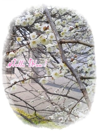 ume