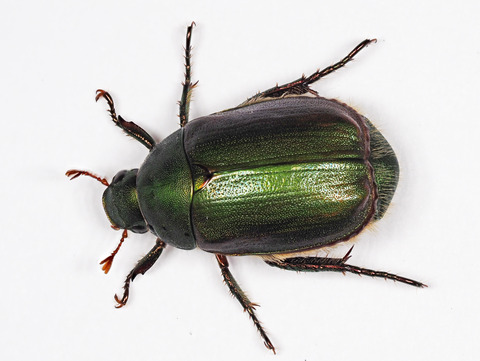 黄金虫 コガネムシと ゾウムシの仲間 | 自然を楽しむ