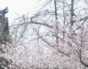 sakura