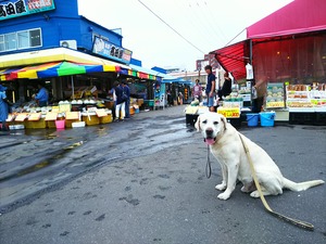 函館朝市
