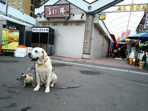 朝市ジュぺ猫と