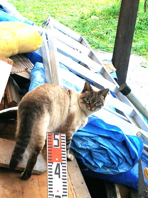 ジュぺ猫
