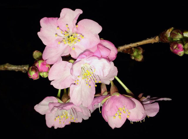 寒桜